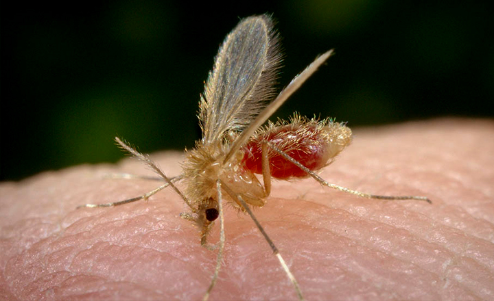 Semana de Mobilização sobre Leishmaniose é promovida em Caruaru