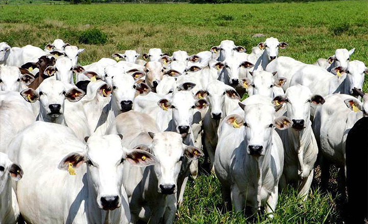 Sistema de notificação de doenças de animais começa nesta quarta (1°)