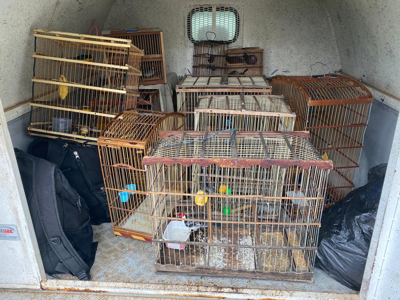 Operação apreende produtos de contrabando e resgata diversos animais silvestres em Caruaru