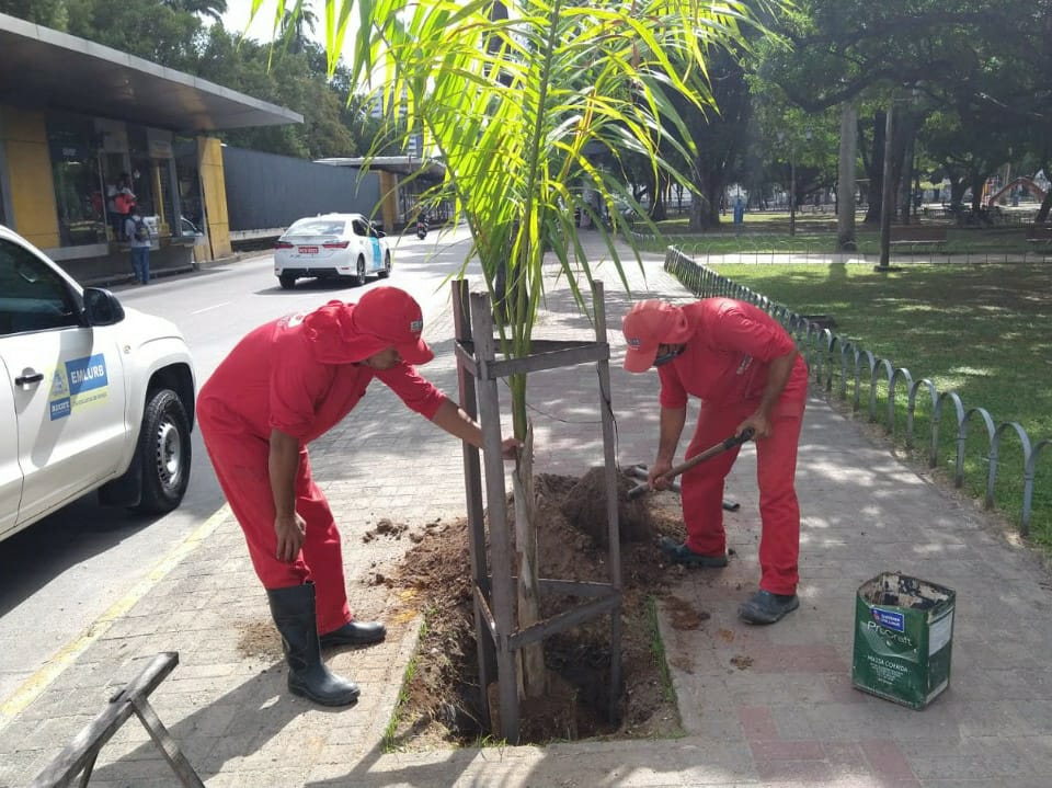 Serviço de plantação de mudas é realizado por reeducandos em Caruaru