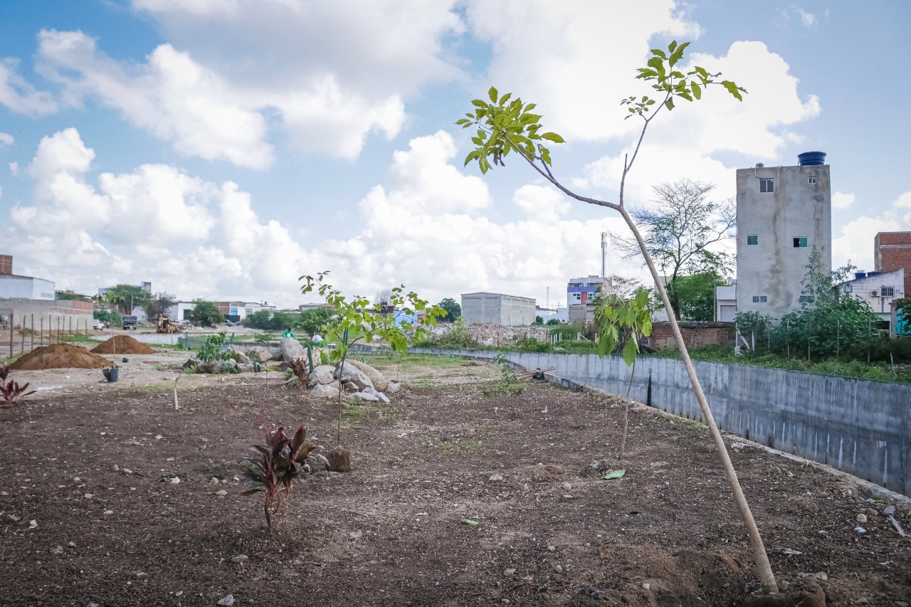 Caruaru inicia plantio de 600 árvores nas margens do Canal dos Mocós