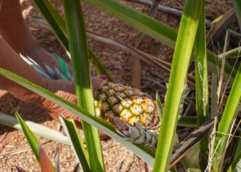 Podem participar agricultores com renda de até 1,5 salário mínimo. (Imagem: Felipe Correia)