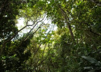 Ação acontece hoje (21) Parque Natural Municipal Professor João Vasconcelos Sobrinho (Imagem: Elvis Edson/PMC)