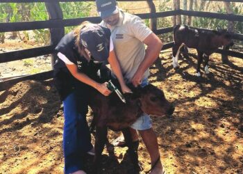 A imunização do rebanho iniciou nesta segunda (15). (Foto: Divulgação/Adagro)