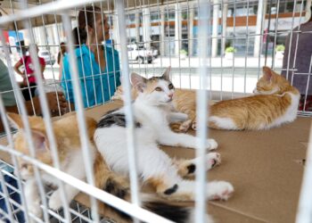 Ação acontece a partir de hoje (10), no Marco Zero de Caruaru (Imagem: Divulgação)