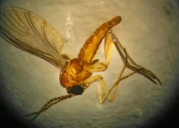 Ministério da Saúde confirma 1º morte de feto por Oropouche