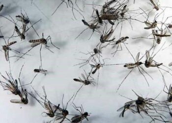 Pernambuco registra aumento de 425,4% nos casos de dengue