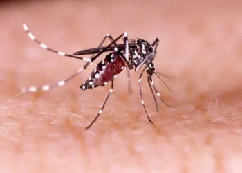 Pernambuco tem aumento nos casos suspeitos de dengue