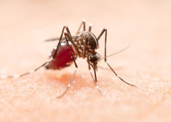 Chikungunya tem aumento de 72 casos no estado em uma semana 