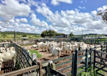 Adagro convoca produtores para atualizar o cadastro dos animais e das propriedades