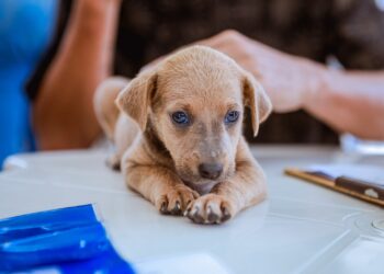 Projeto ‘Meu Amigão’ está acontecendo na Estação Ferroviária