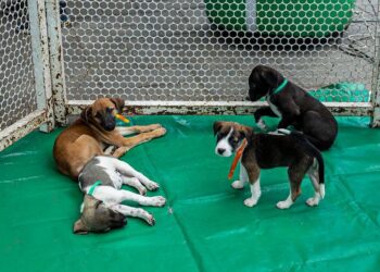 Segunda feira de adoção de cães e gatos é realizada este mês em Caruaru