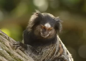 Caso de raiva humana é registrado em paciente do Agreste de Pernambuco