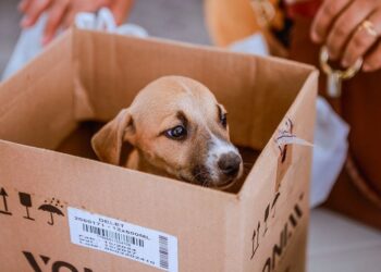 Feira de adoção de animais será realizada até sexta-feira (14) em Caruaru