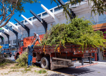 Prefeitura de Caruaru remove árvores com risco de queda no Município