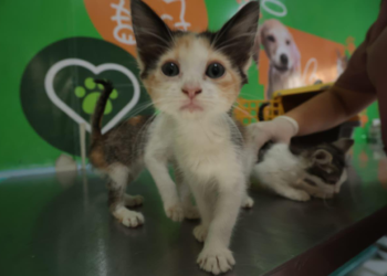 Caruaru realiza vacinação antirrábica neste sábado (01)