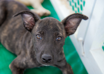 Caruaru terá dia de serviços gratuitos para para cães e gatos