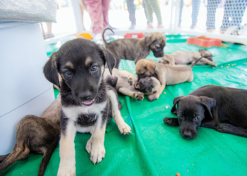 Marco Zero de Caruaru recebe 1ª edição do projeto “Meu amigão” do ano