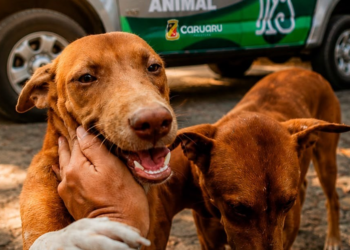 Caruaru lança Disque-Denúncia contra maus-tratos aos animais