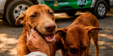 Caruaru lança Disque-Denúncia contra maus-tratos aos animais
