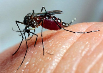 Mais de 5 mil casos de dengue são confirmados em Pernambuco