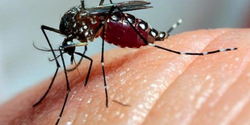 Mais de 5 mil casos de dengue são confirmados em Pernambuco