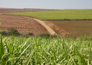 Produção de açúcar no Nordeste deve crescer