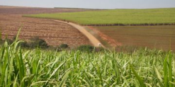 Produção de açúcar no Nordeste deve crescer