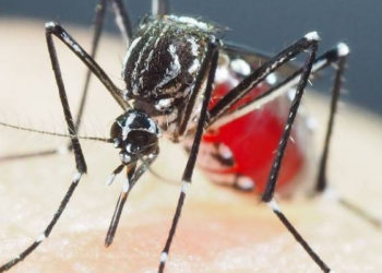 Casos de dengue têm aumento de quase 40% em Pernambuco