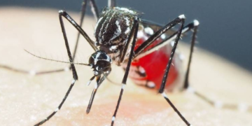 Casos de dengue têm aumento de quase 40% em Pernambuco