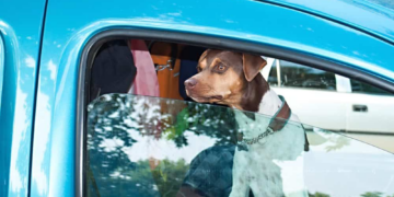 Câmara aprova Suspensão da carteira de motorista para quem abandonar animais na rua