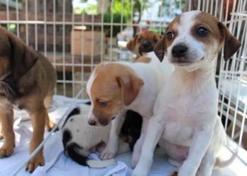 Serviços gratuitos para cães e gatos serão realizados amanhã (14) em Caruaru