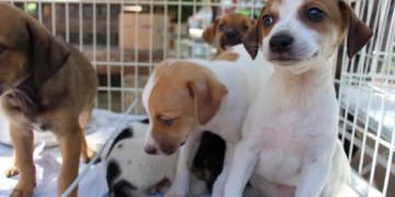Serviços gratuitos para cães e gatos serão realizados amanhã (14) em Caruaru