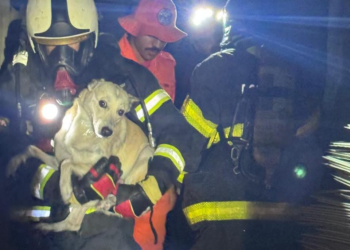 Cachorro é resgatado por bombeiros após incêndio em residência em Caruaru