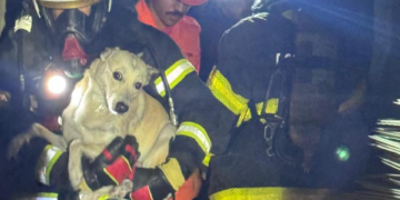 Cachorro é resgatado por bombeiros após incêndio em residência em Caruaru