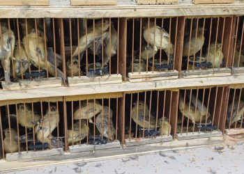 PRF apreende 584 animais silvestres que viriam para Caruaru