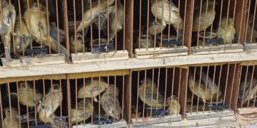 PRF apreende 584 animais silvestres que viriam para Caruaru