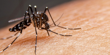 Pernambuco tem quase 650 casos graves de dengue