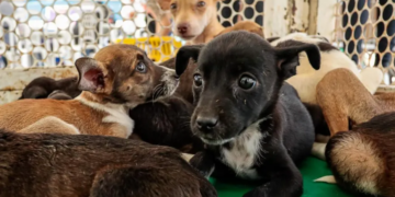 Marco Zero de Caruaru recebe ação de adoção responsável de cães e gatos