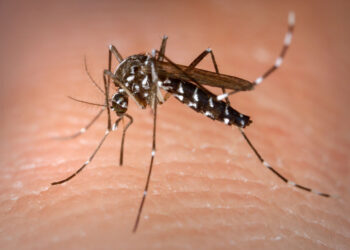 Pernambuco registra mais dois óbitos causados por dengue