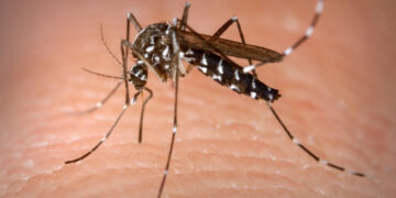 Pernambuco registra mais dois óbitos causados por dengue